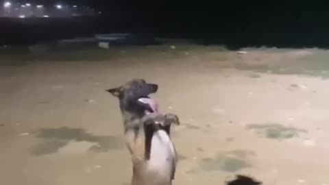 Dancing Dog