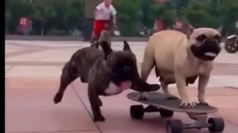 French bull dog doing skateboard