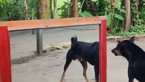 Dog vs mirror funny video