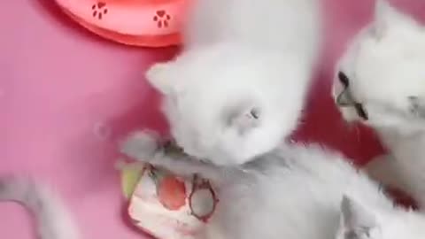 Baby Funny Cute Kittens