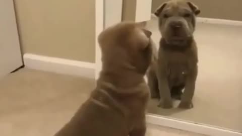 Aww! Listen to that bark! ••••#dogsofinstagram