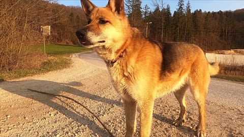 Os Encantadores Cães - Descobrindo o Maravilhoso Mundo Canino.