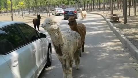 Cute alpaca