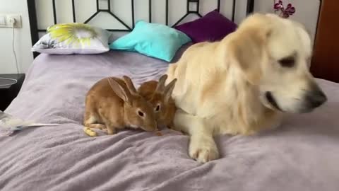 Can Golden Retriever eat in the company of rabbits? - Cute Pets Video