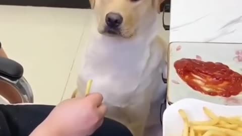 Funny dog eating chips 😋🤪