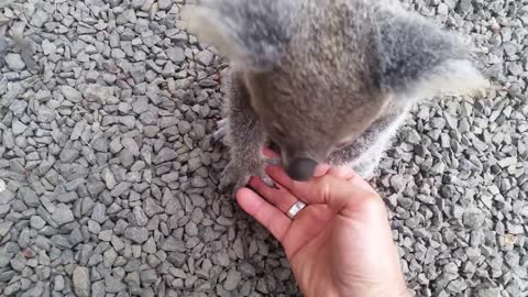 Koala baby rescue