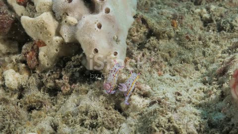 Nudibranch Natives: The Dazzling World of Colorful Sea Slugs