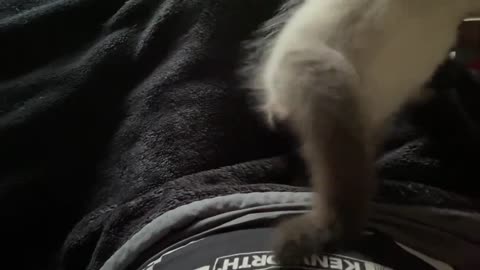 Seal point ragdoll kitten