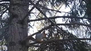 Ardilla decide guardar nueces en la chaqueta de un humano