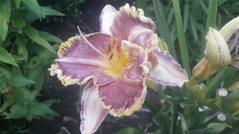 Daylily