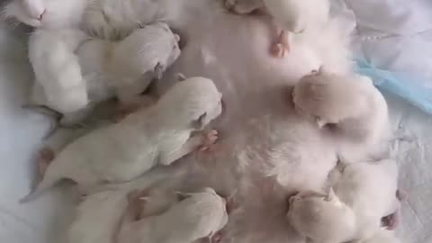 Mother cat Feeding her cutest tribe kittens🥹😻