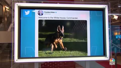 President Joe Biden welcomes german shepherd puppy to white house 🐶