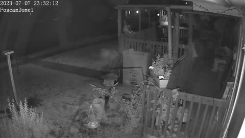 6 Raccoons raiding our front deck