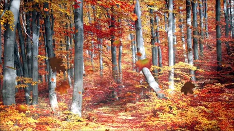 Autumn video background _ Falling leaves _ Autumn video