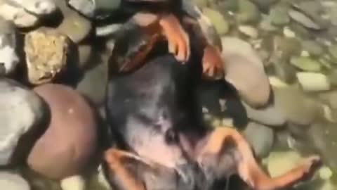 Funny Animal Video 2022: Compilation of Funny Dogs and Water