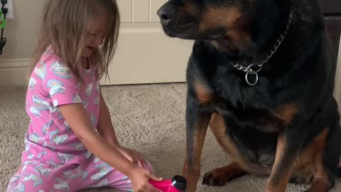 Patient Rottweiler Maya Gets Pampered on Spa Day