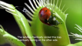 Ladybird mourns for friend eaten by Venus flytrap
