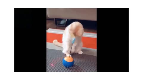 Cute cat with dancing ball