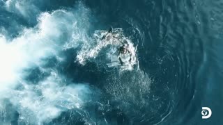Great White Shark Attack | Great White Open Ocean