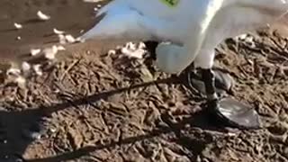 Beautiful white swan