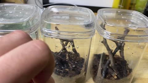 Feeding my ADORABLE jumping spiders! Phidippus regius Update-19