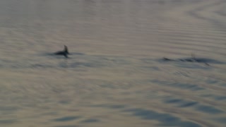 Dolphins Fishing