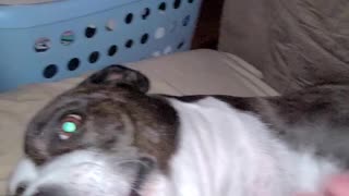 Adlibbed Song i made up on the spot about my pitbull Bruno!
