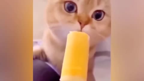 Funny animal videos 😂