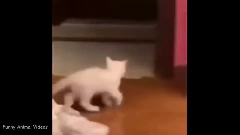 Funny Funny Cat