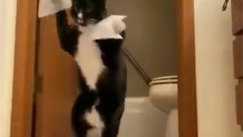 Funny Cat Have Tape on His Paws