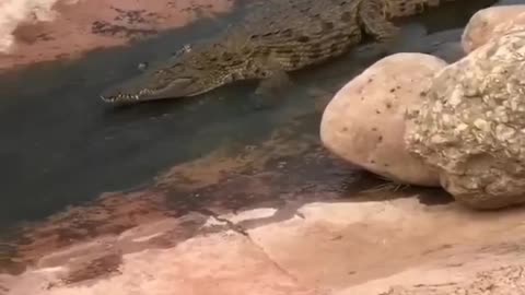 Crocs having fun.