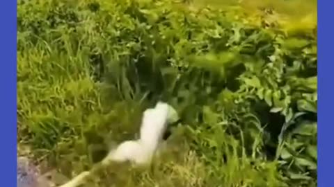 Funny animals | funny cat😻 | funny 🐕 | Please follow me
