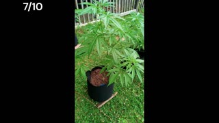 First Grow Photo Journal | Cannabis Plant 3 | June 24th-July 10th