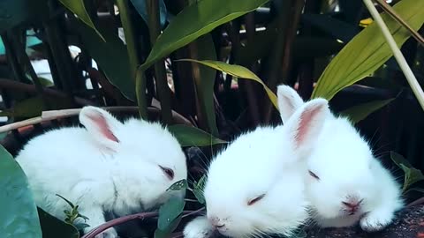 Little rabbits in the flowerpot