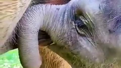 #elephant#baby