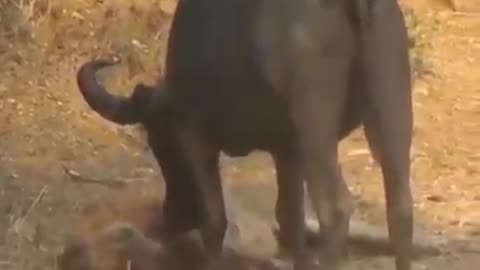Don't underestimate of animals