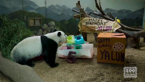 Giant Panda Twins Celebrate Fifth Birthday