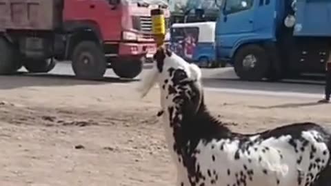 Goat Chugs A Bottle of Beer