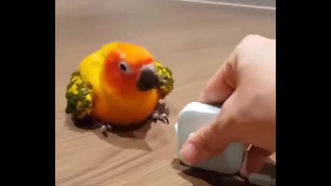 parrot dancing trap