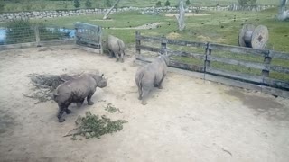 Rhinos enclosure