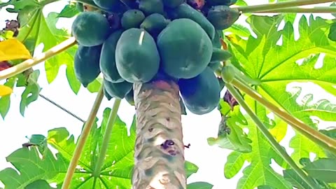 How to papaya fruit so beautiful and healthy growing up fruit