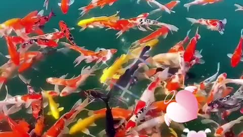 Beautiful Koi Fish - Scenery
