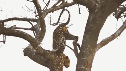 Leopard is scared in the tree when savagely attacked by wild dogs