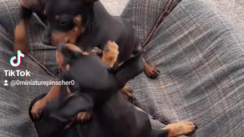 Miniature pinscher puppies playing