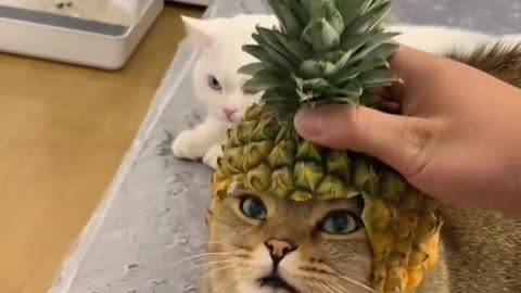 Funny cat