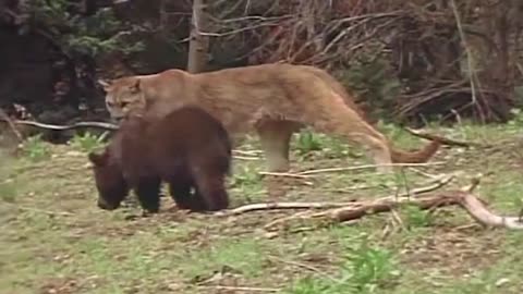 Lions is King But Fail! Mother Bear Save Her Baby From Puma Hunting, Giraffe vs Lions