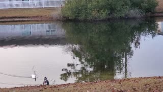 New White Duck "Emerged"