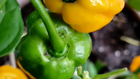 Indoor peppers #indoorplants #peppers