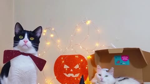 Pets Play Dress-up Together for Halloween