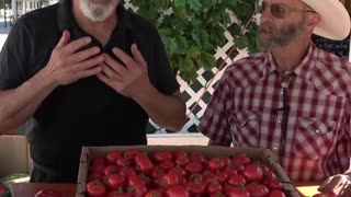 Summer Tomatoes Part 1